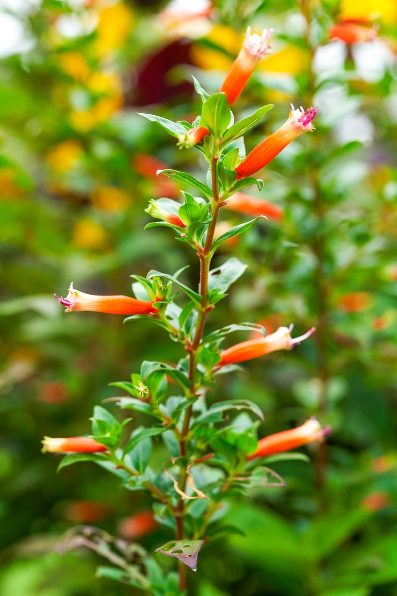Hummingbirds Can't Resist These 10 Mid-Summer Flowers