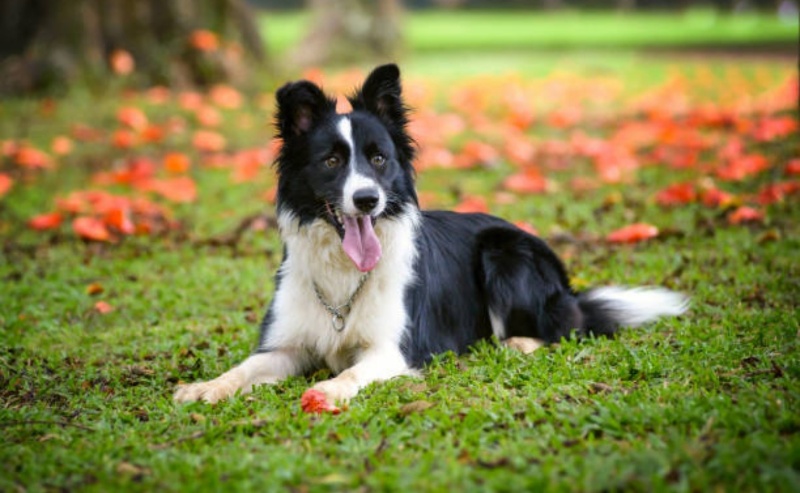The 3 Smartest Dog Breeds According to the American Kennel Club