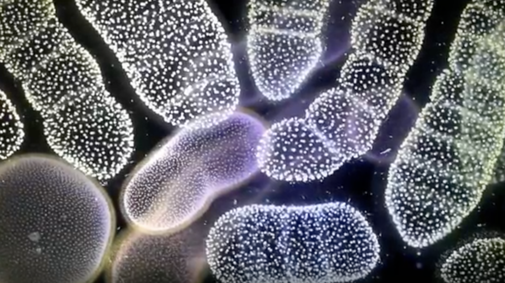 We May Be About to Find Thousands of Alien Life Forms at Once