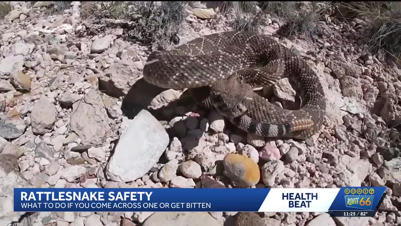 How to stay safe during rattlesnake encounters this summer