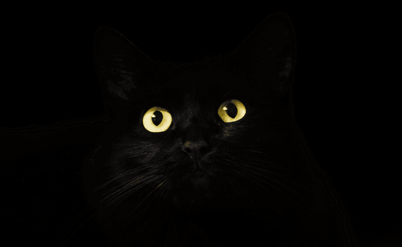 50 names for black cats: cute, clever and unique