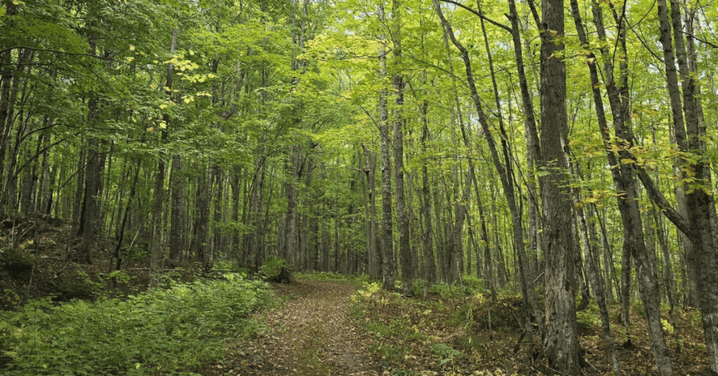 Wooded hiking trail path winding through dense green trees at Echo Lake, Michigan.