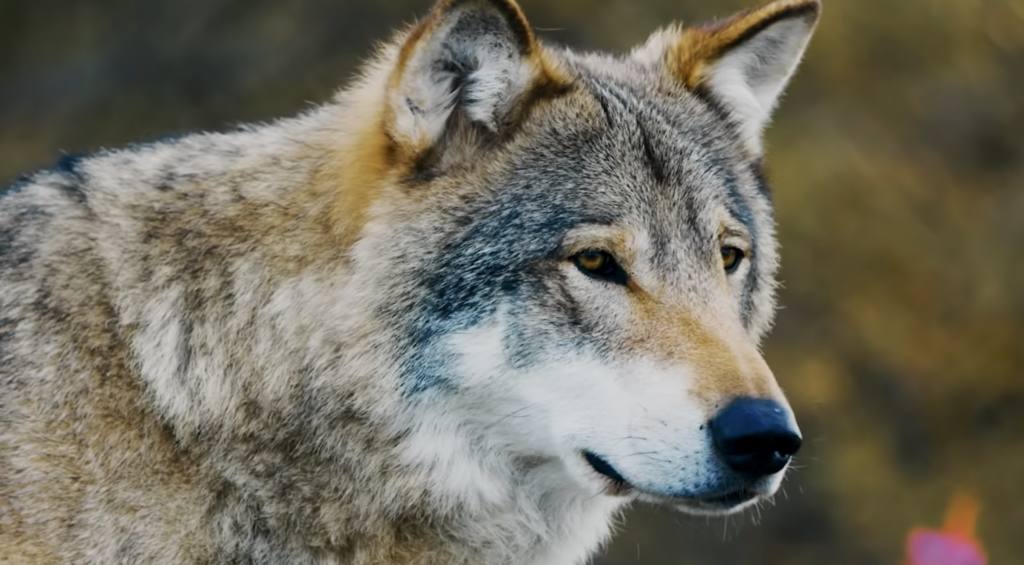 Why You’d Never Actually Win a Fight Against a Wolf Pack