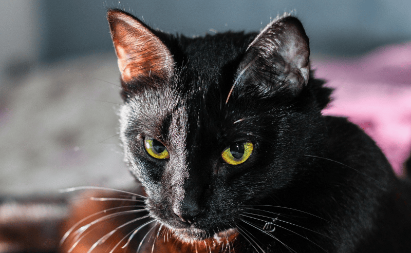 50 names for black cats: cute, clever and unique