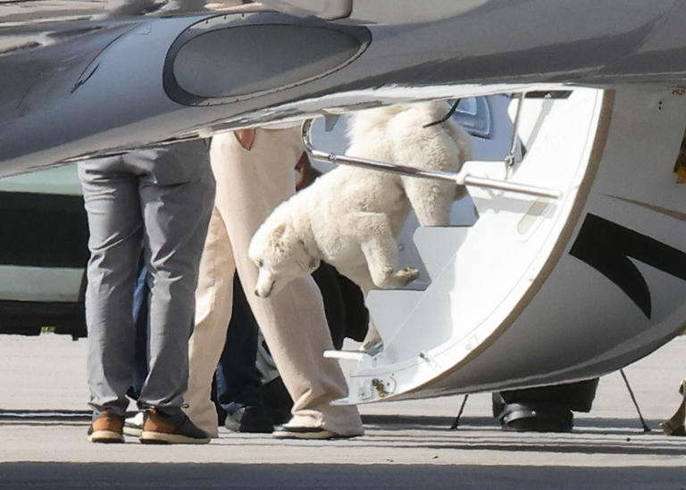 New details on Taylor Swift and Travis Kelce’s pet dog revealed