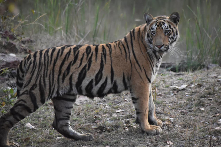 Recapture bid ends in Chanda tiger’s death