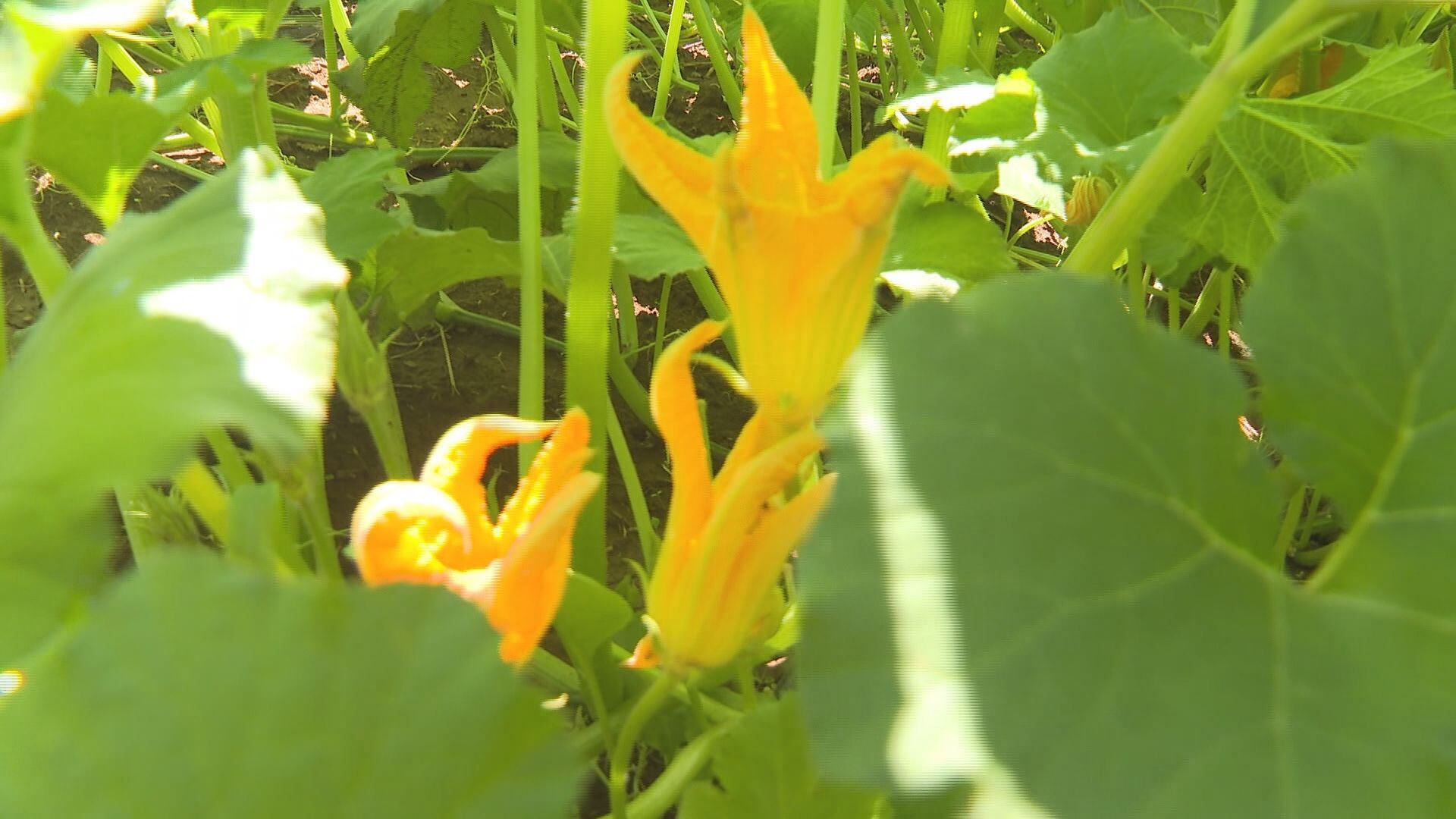 Scott County pumpkin farmer says rain timing has worked in their favor