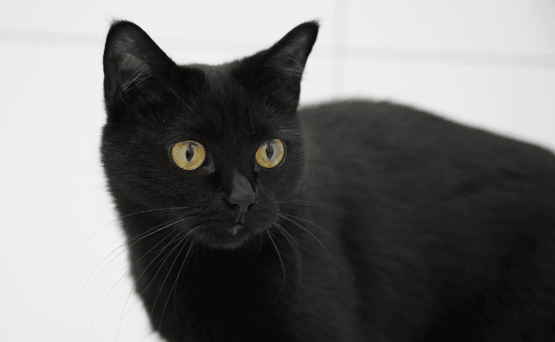 50 names for black cats: cute, clever and unique