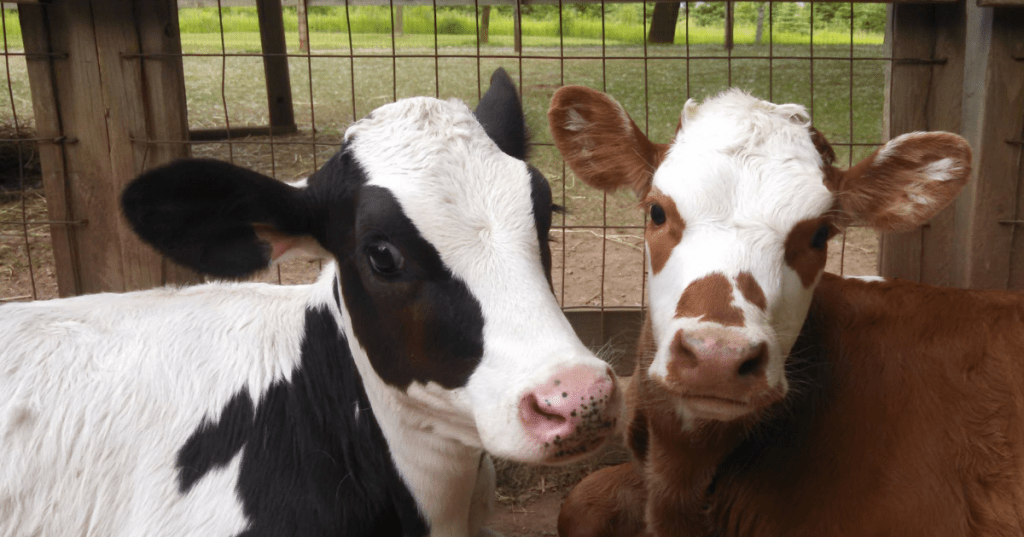 Two cute young calves looking forward at the Plamann Park children's petting zoo in Wisconsin.