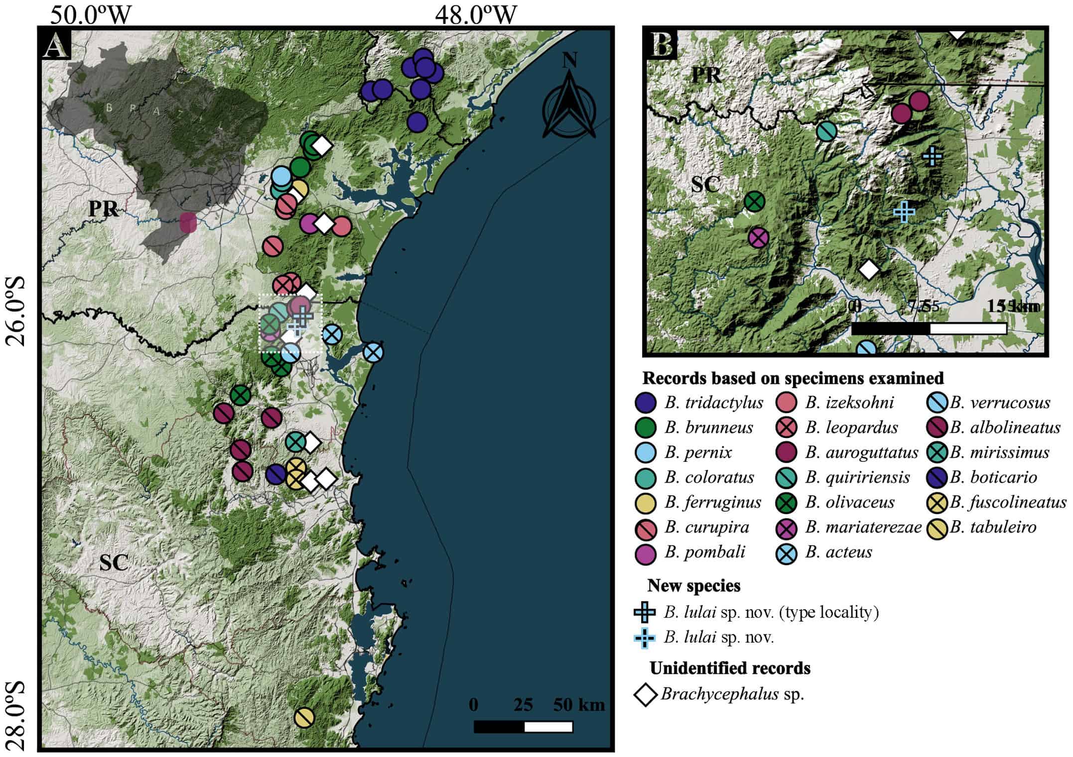 Location of specimens examined of species from Brachycephalus pernix group, in southeastern and southern Brazil. (A) All specimens. (B) Detail of the distribution of B. lulai. Abbreviations: SP = São Paulo; PR = Paraná; SC = Santa Catarina. Urban areas are displayed in gray, open vegetation areas in light green, and dense vegetation in dark green. Basemaps: OpenStreetMap, under Open Database License (ODbL), available at [1]