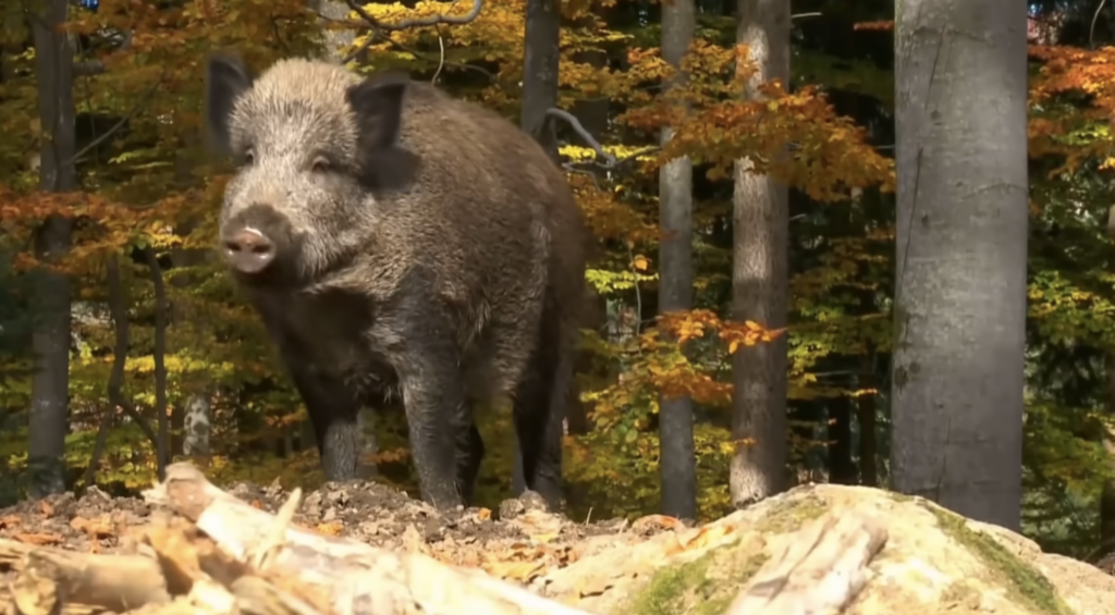 Why Climbing a Tree Would Never Actually Save You From a Wild Boar