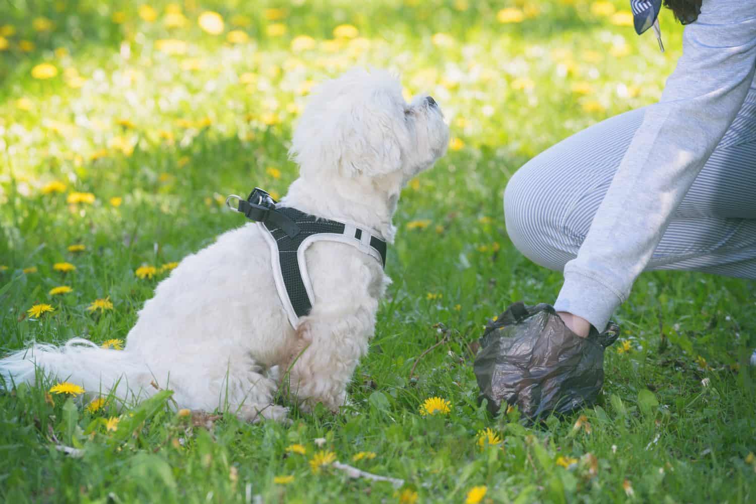 Owner cleaning up after the dog with plastic bag