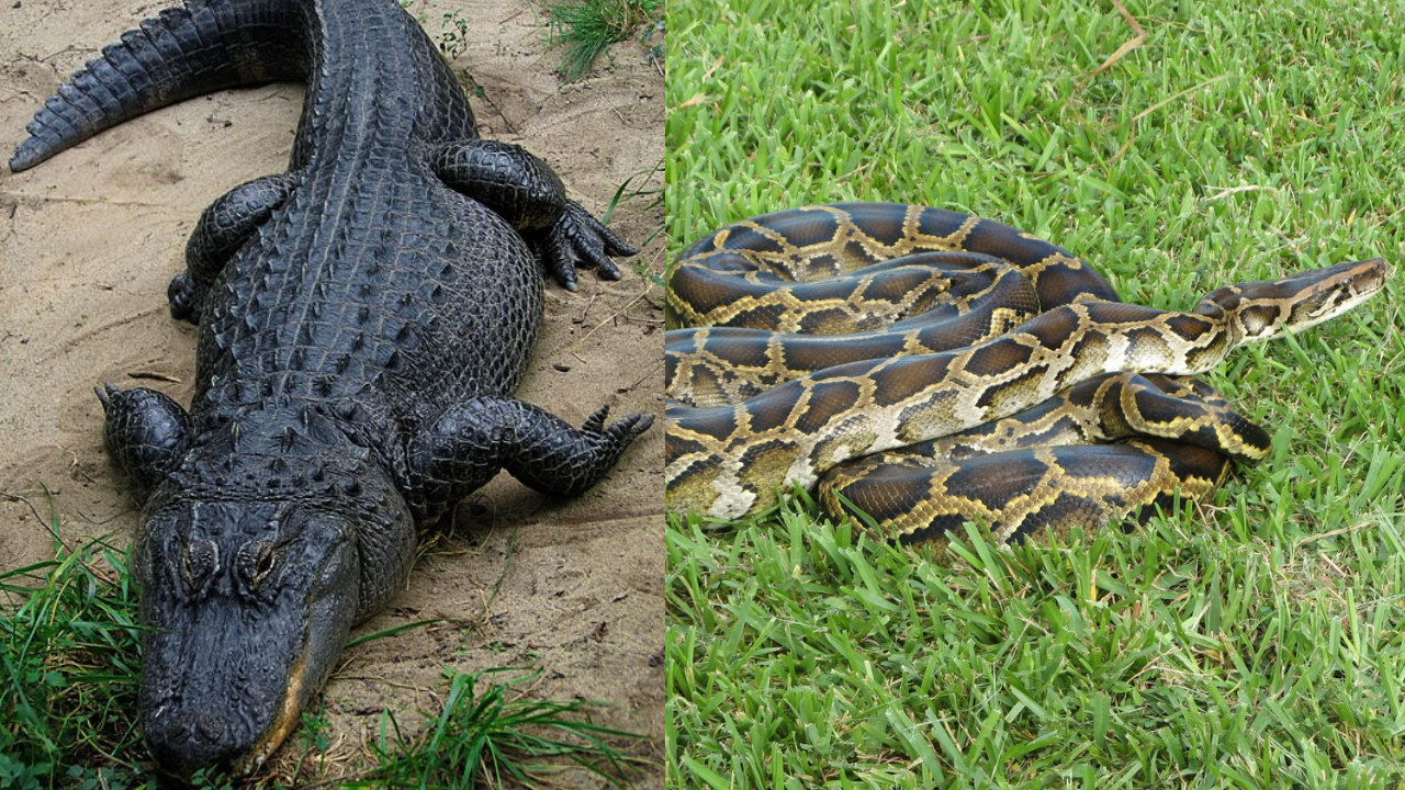 A Florida alligator has been filmed eating an invasive Burmese python ...