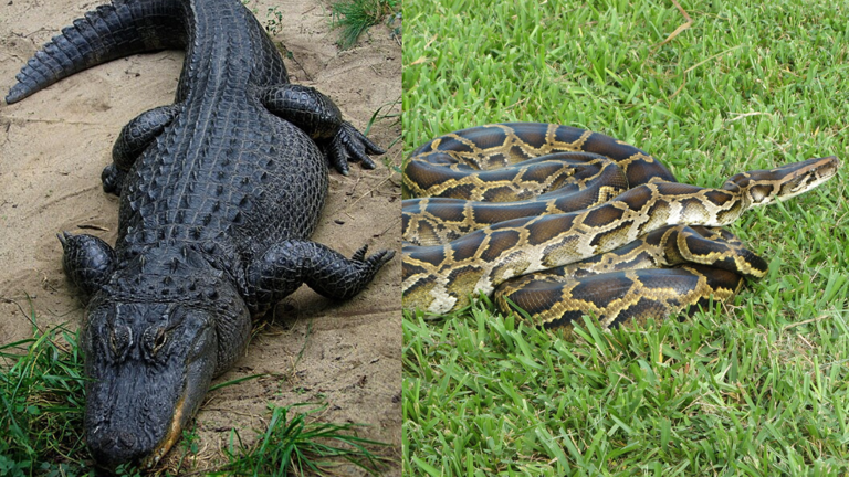 A Florida alligator has been filmed eating an invasive Burmese python ...