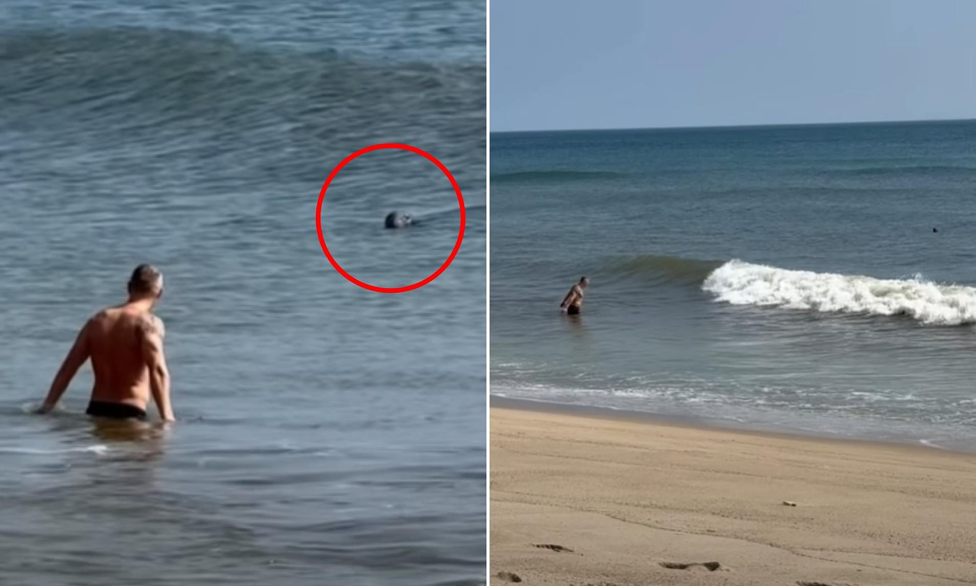 'America's stupidest swimmer' is spotted going for a dip with SEALS off Cape Cod, where sharks lurk
