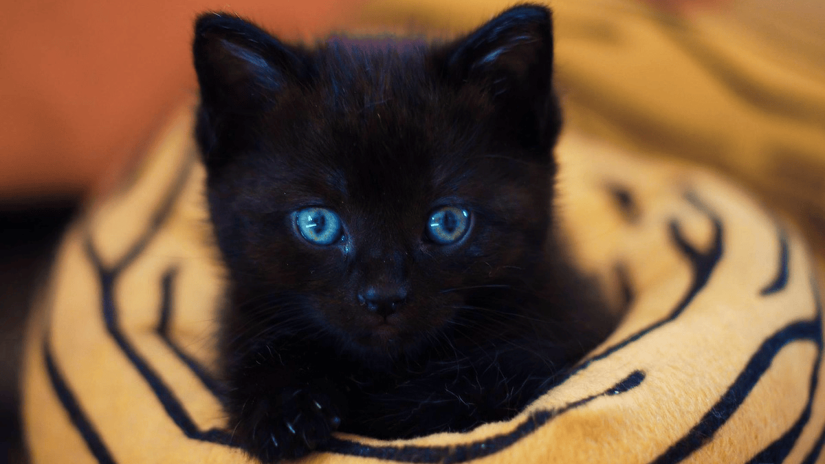50 names for black cats: cute, clever and unique