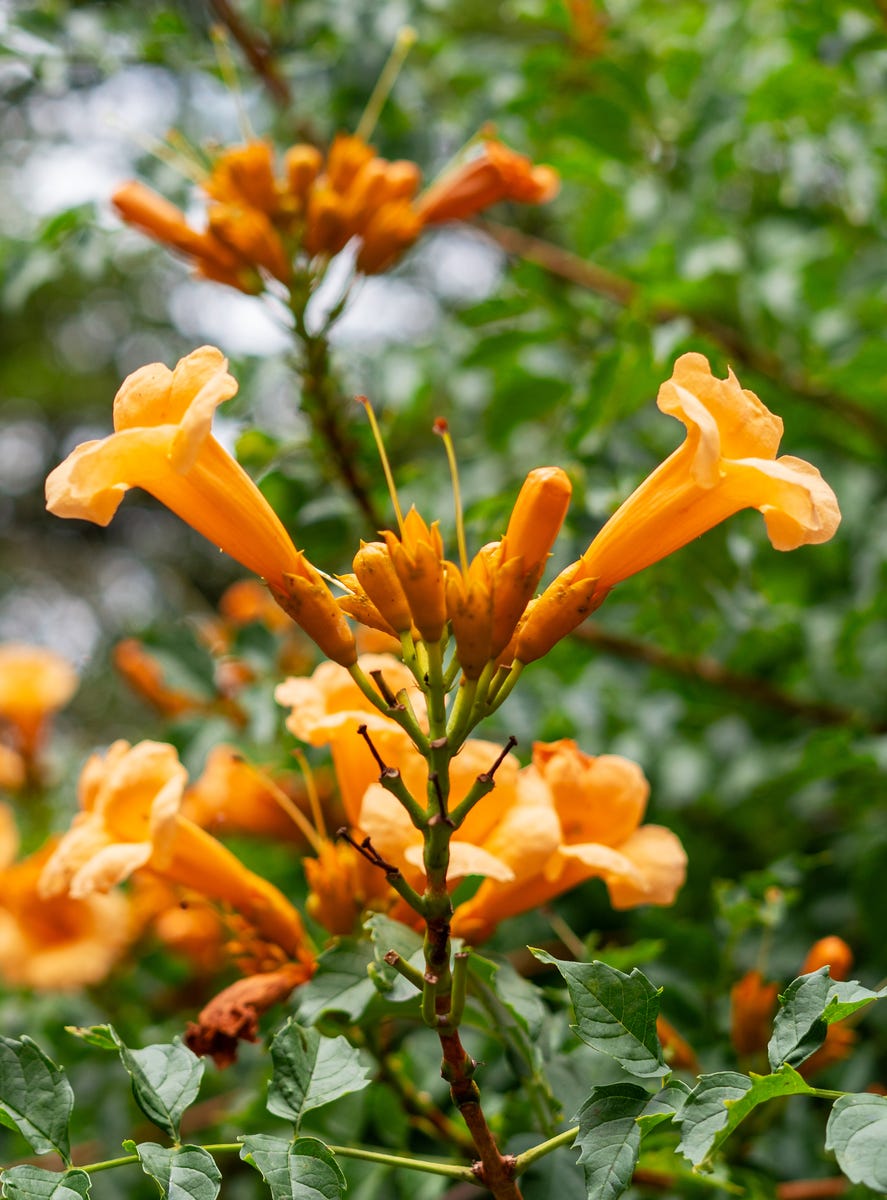Hummingbirds Can't Resist These 10 Mid-Summer Flowers