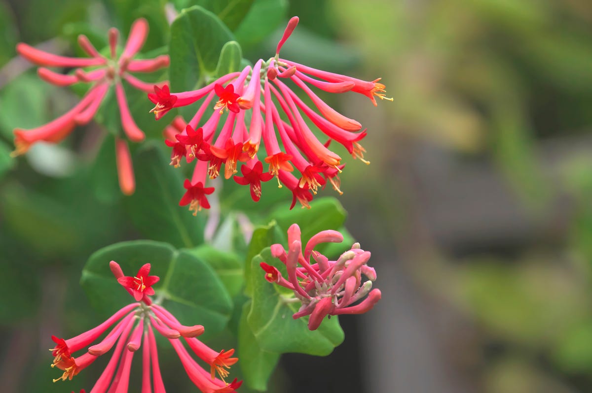Hummingbirds Can't Resist These 10 Mid-Summer Flowers