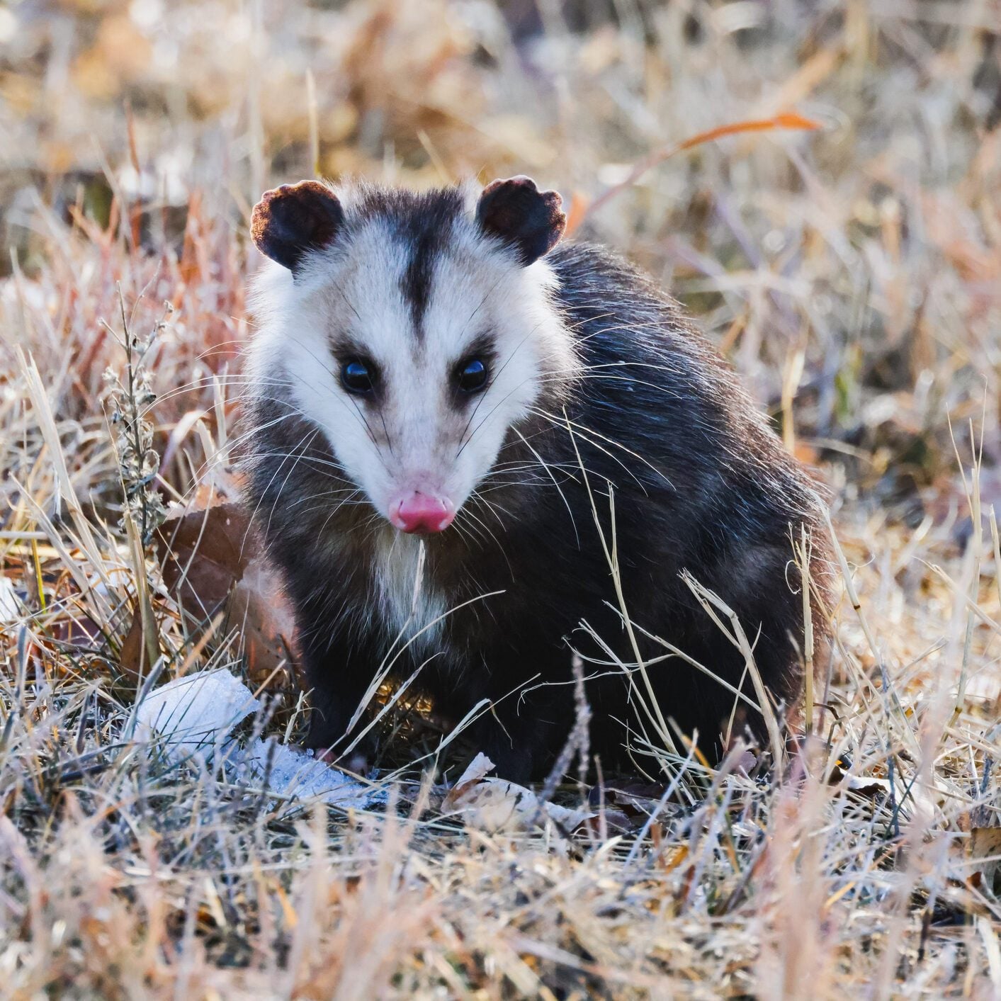 do possums eat ticks