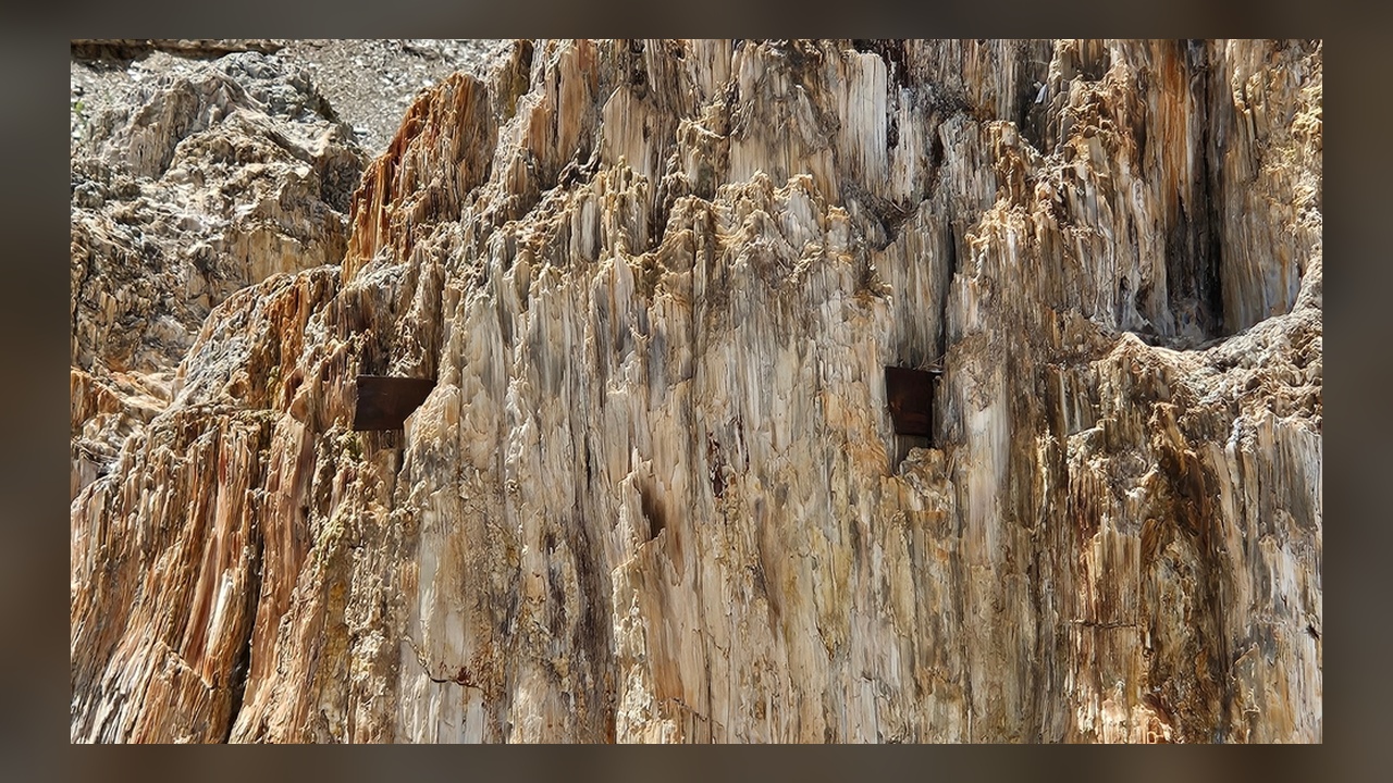35 miles from Colorado Springs, giant trees turned to stone wait in a ...