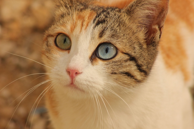This Is What Your Cat Thinks When You Call Its Name