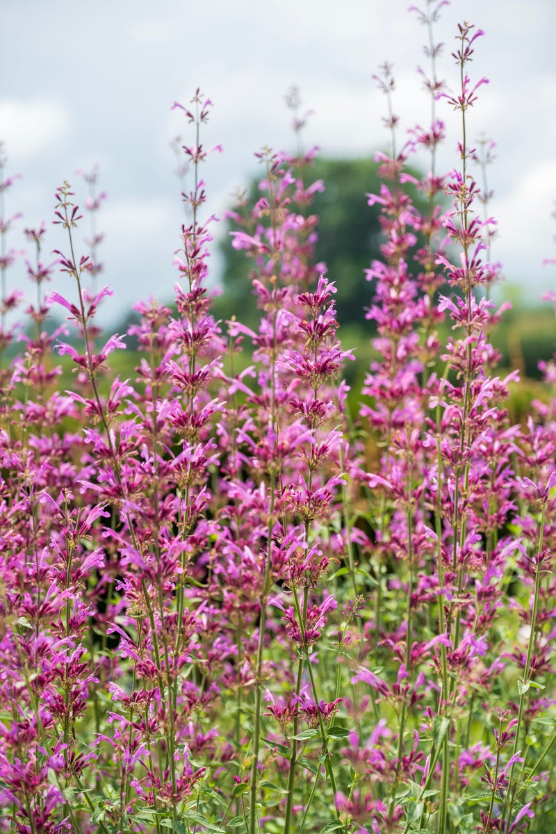 Hummingbirds Can't Resist These 10 Mid-Summer Flowers