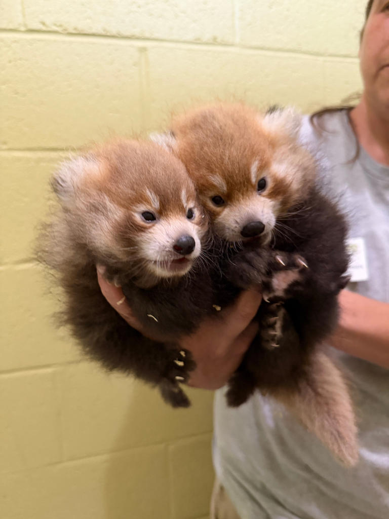 Zoo Knoxville welcomes 2 baby red pandas: see the pictures