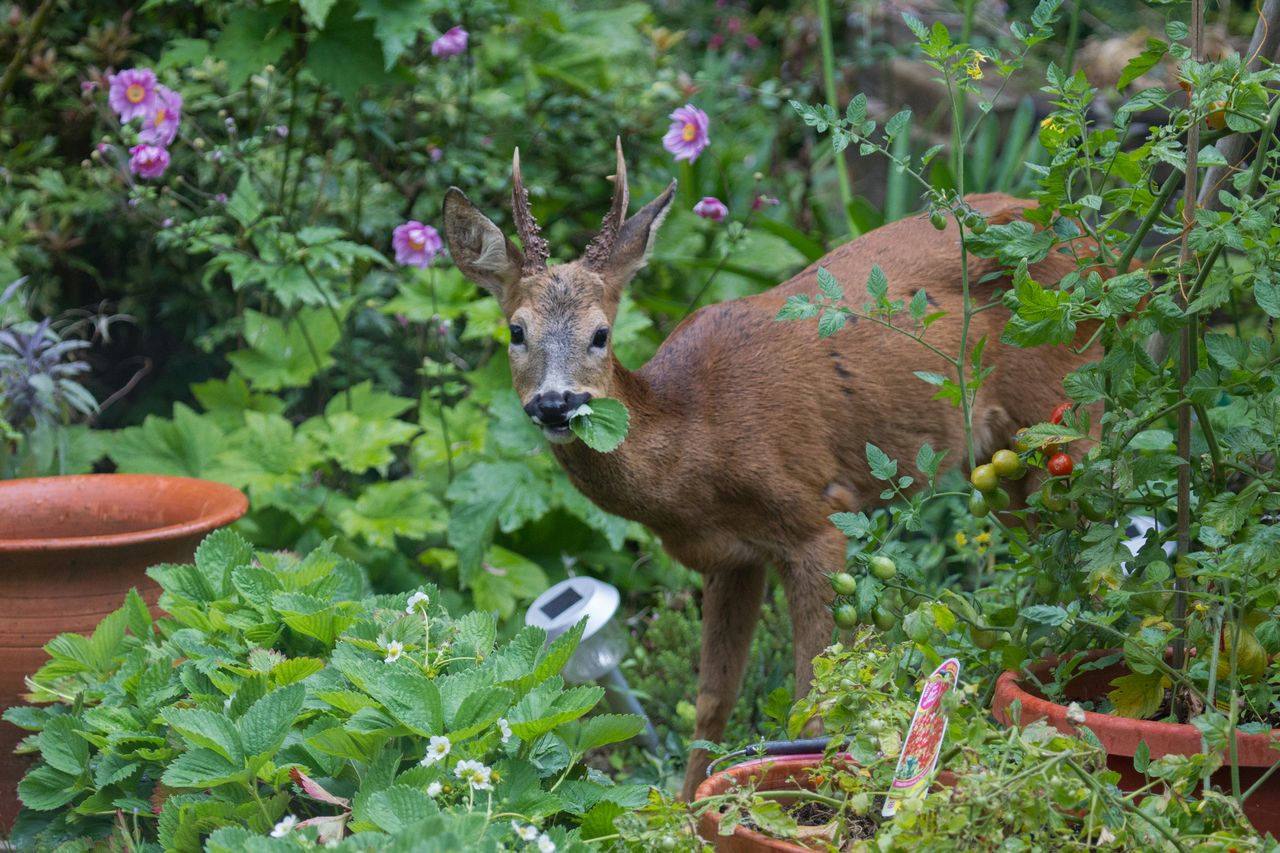 Deer in garden