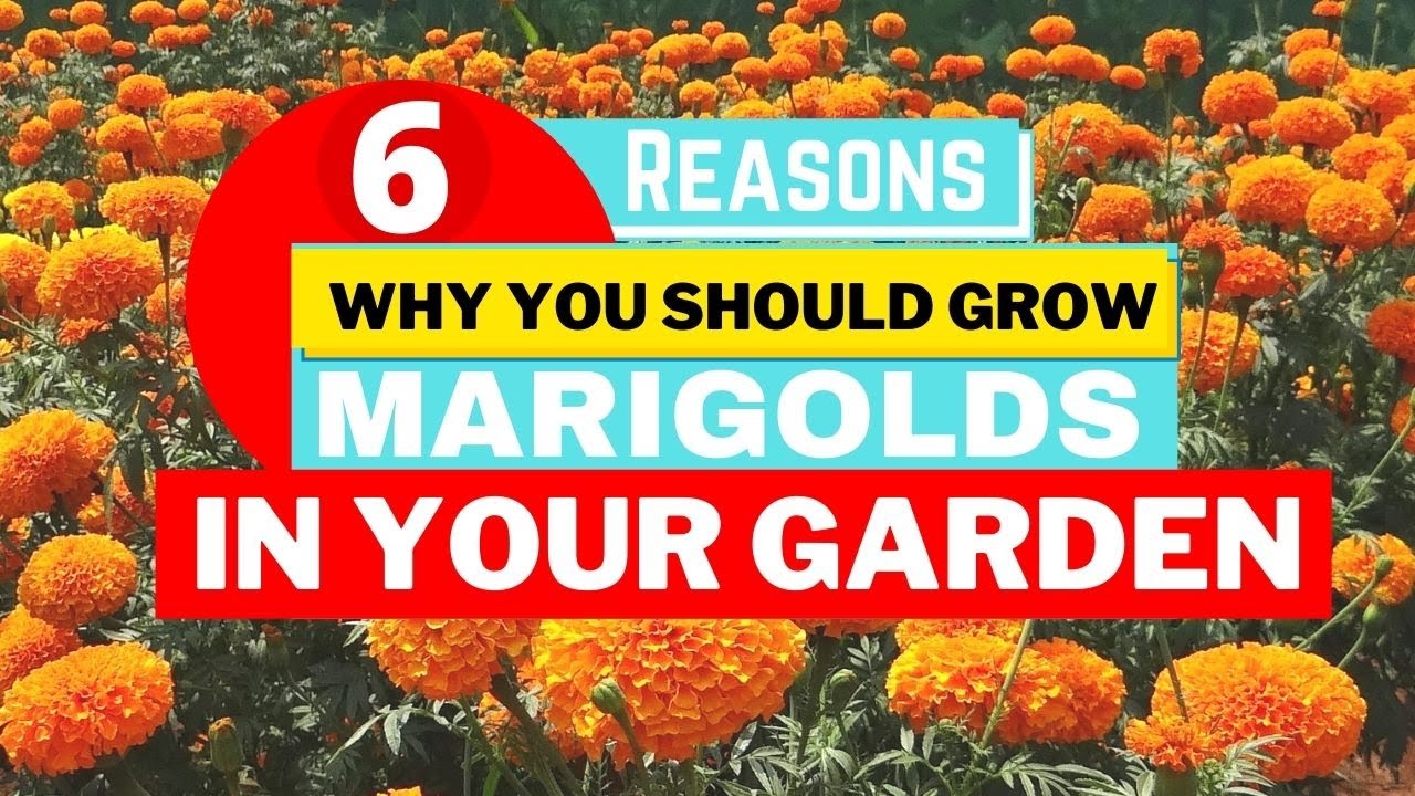 These easy growing flowers make gardens look instantly brighter