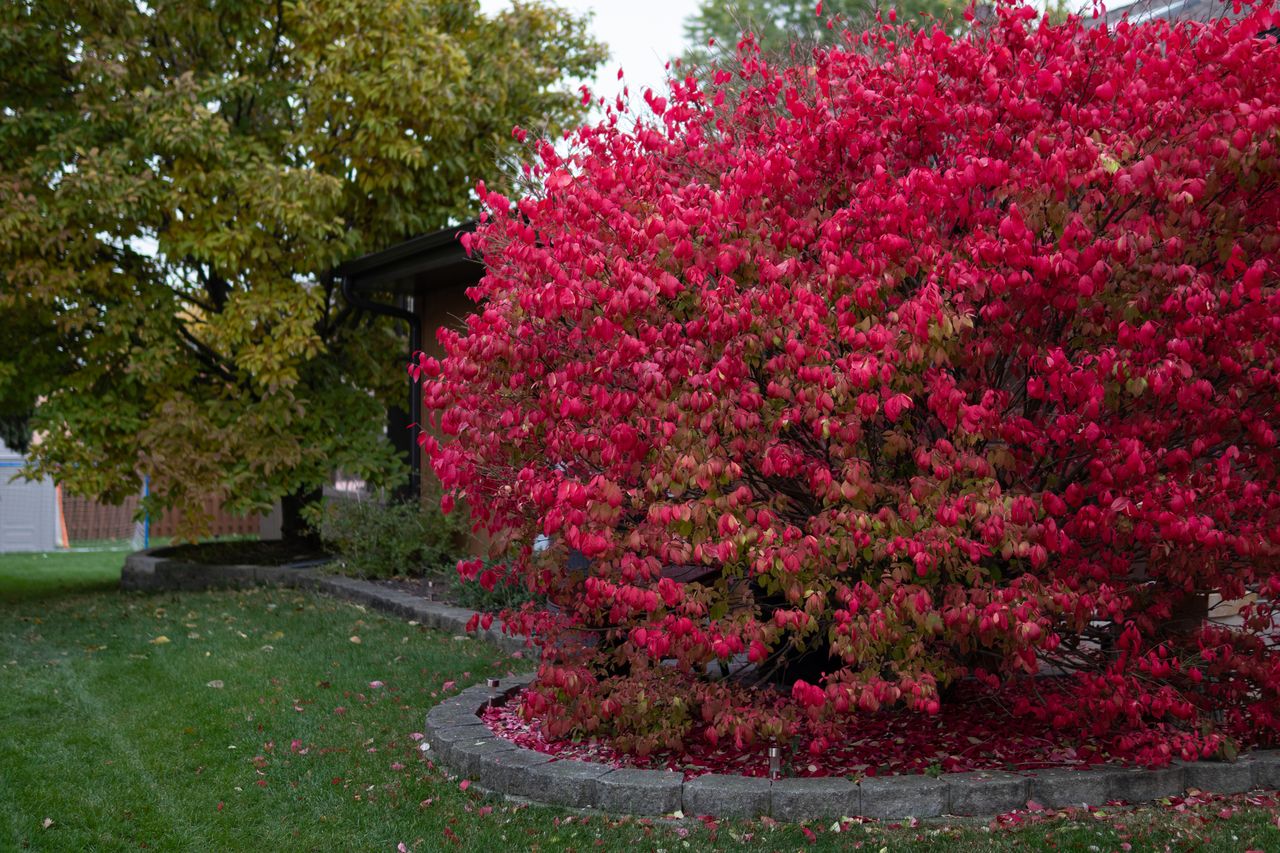 Burning bush