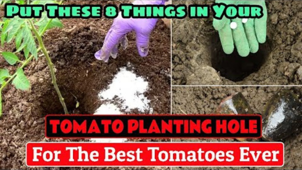 simple-tomato-planting-tips-for-thriving-garden-plants