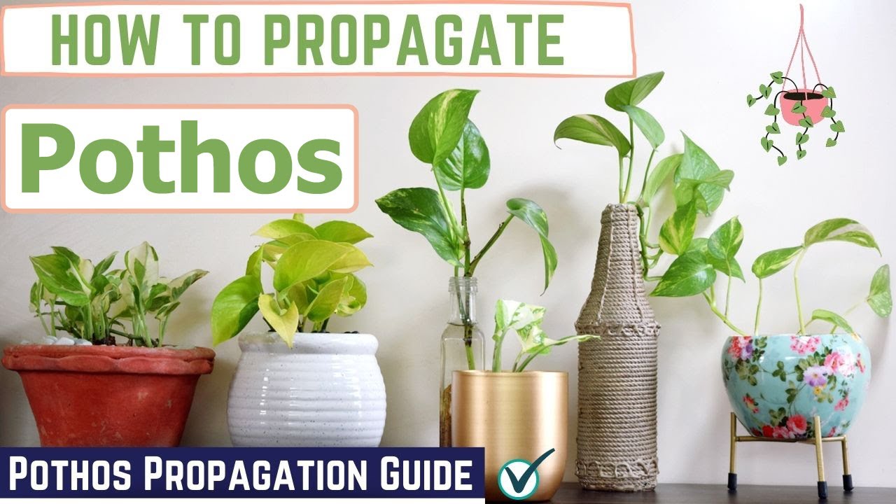 Multiply your pothos collection with these simple growing techniques