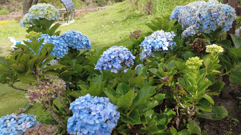 How To Water Your Blue Hydrangeas To Keep Their Color Vibrant