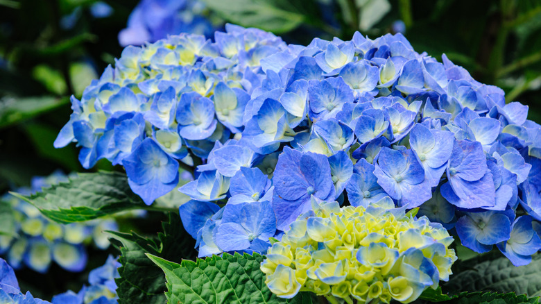 How To Water Your Blue Hydrangeas To Keep Their Color Vibrant