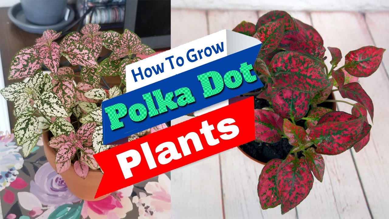 Common polka dot plant care mistakes every gardener should avoid