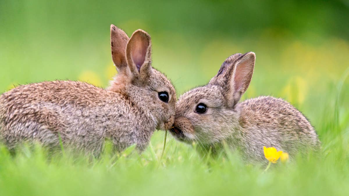 Photographer Captures Majestic Footage of Wild Bunnies