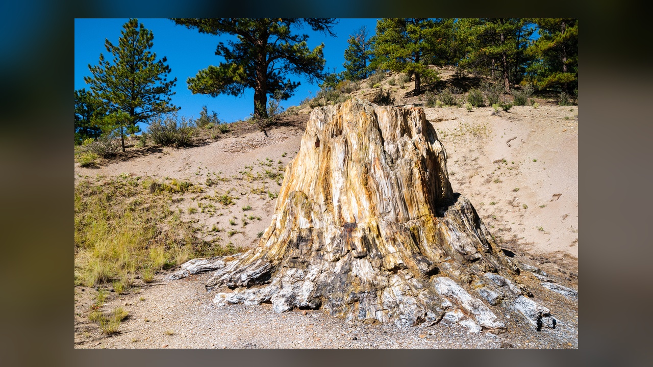 35 miles from Colorado Springs, giant trees turned to stone wait in a ...