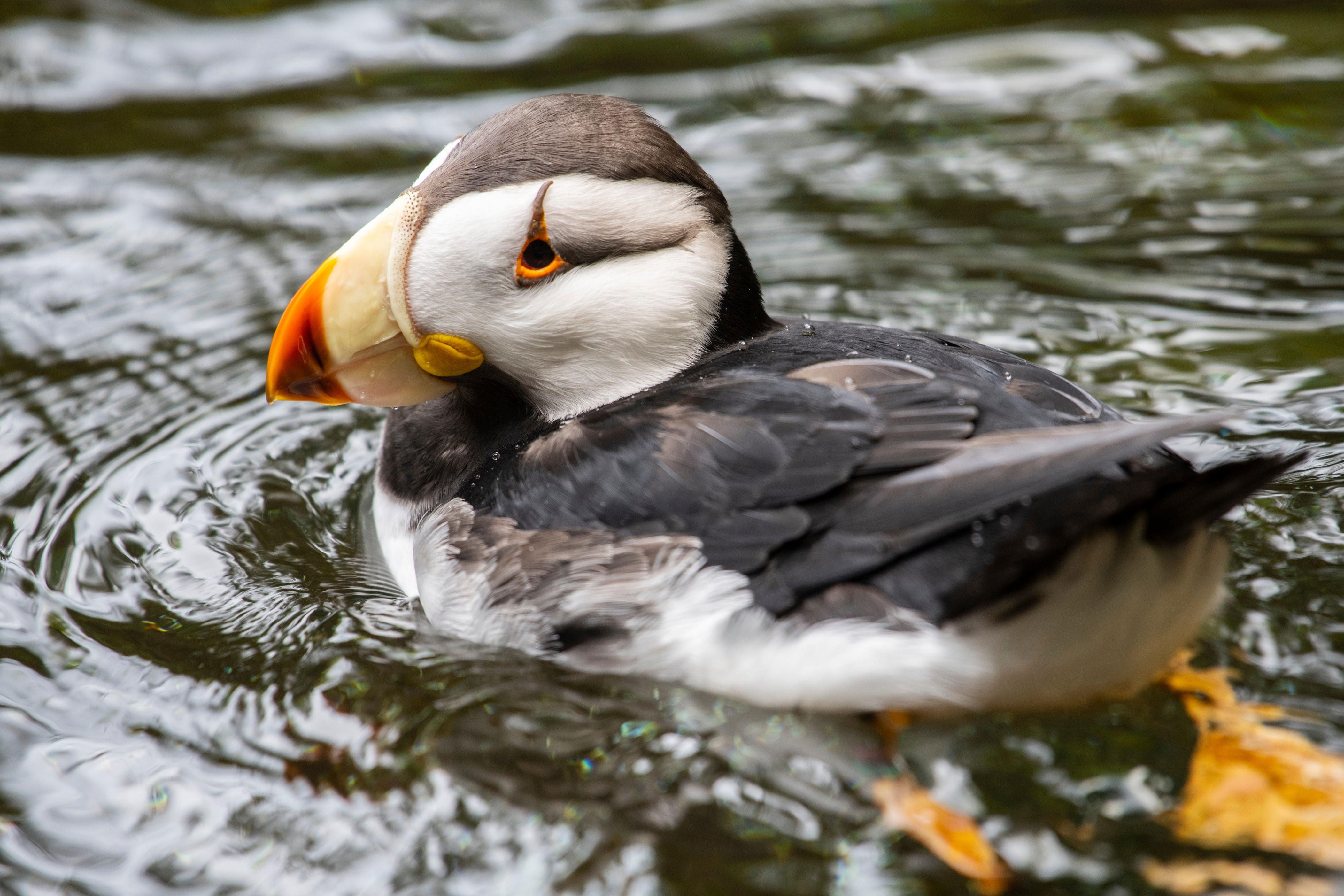 Point Defiance Zoo puffin habitat remains closed; avian disease ...