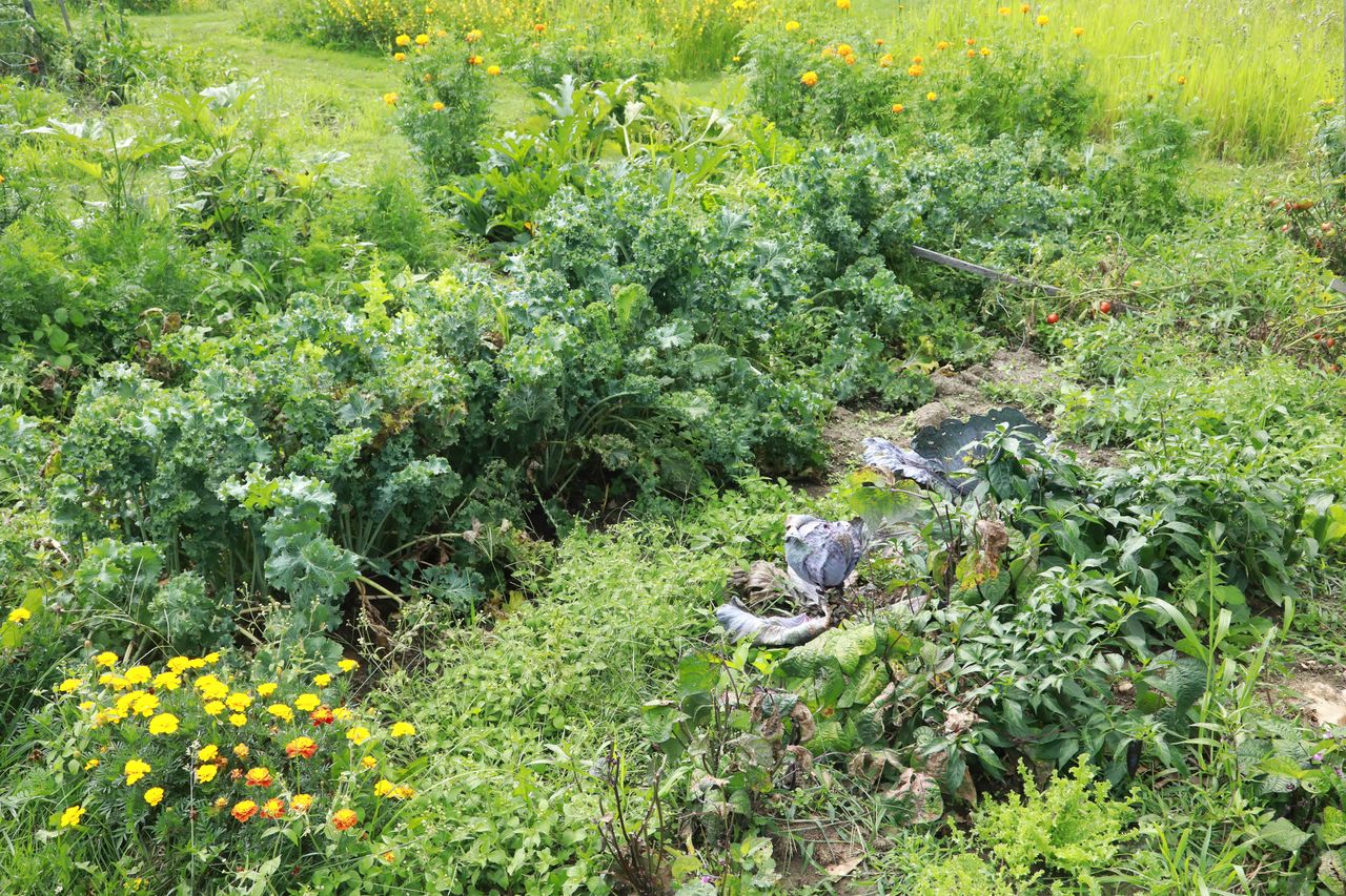 Overgrown vegetable garden