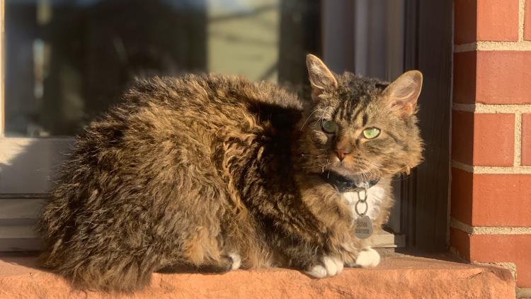 Missing cat rescued after CDOT briefly shuts down Eisenhower Tunnel