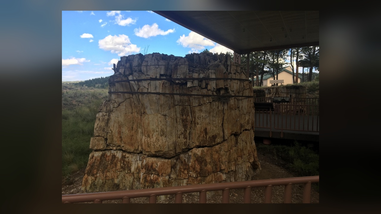 35 miles from Colorado Springs, giant trees turned to stone wait in a ...