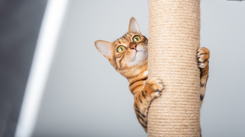 DIY Your Ugly Basement Support Poles Into A Cat-Friendly Scratching Post