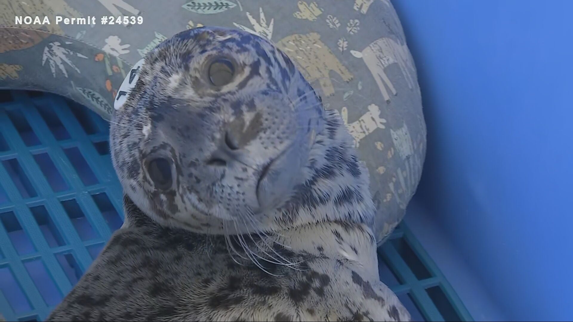 Petition demands investigation after third seal is shot in the head in WA