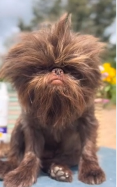 Why this adorable Brussels Griffon named Cher is capturing everyone's hearts