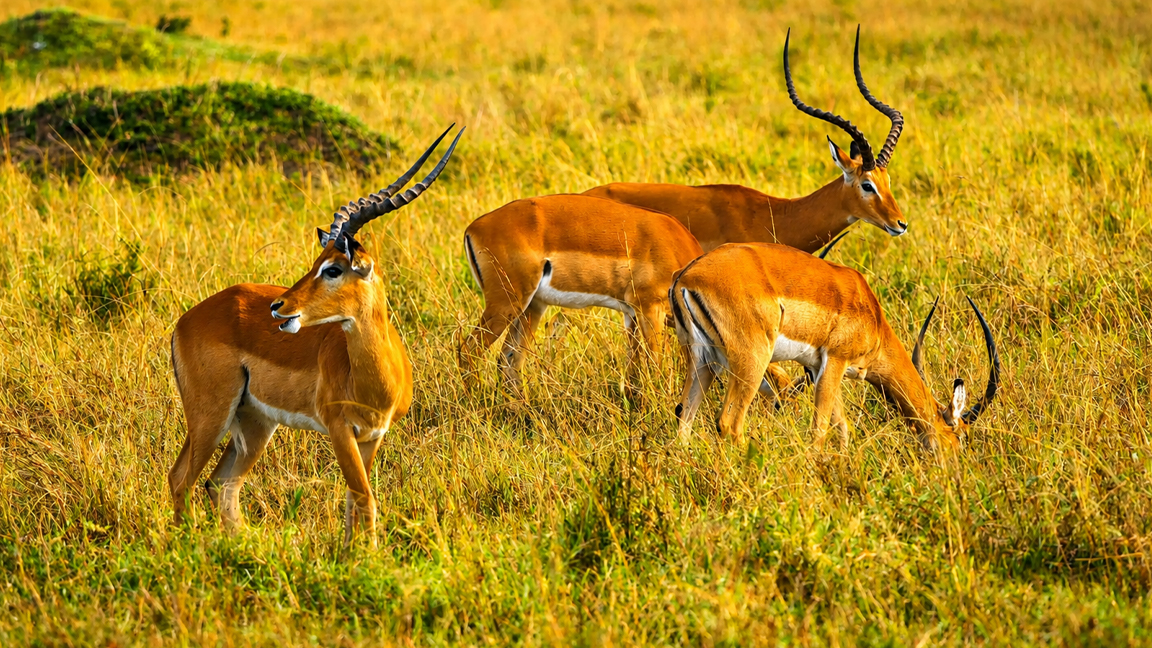 Impalas africanos pastando na savana