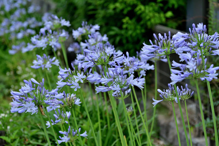 4 popular garden plants that are happier in pots than in the ground ...