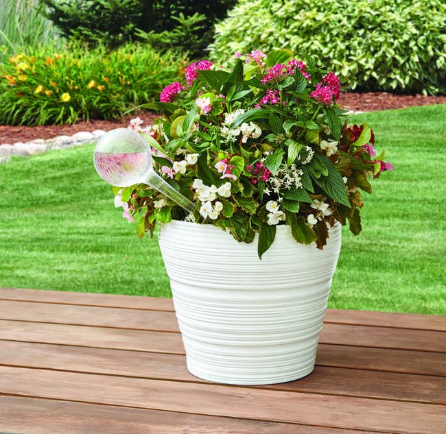 Potted plant with white and pink flowers on a wooden table outdoors, featuring a decorative glass watering globe