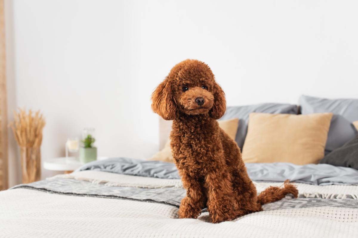 Welche Hunderassen haaren nicht oder zumindest wenig?