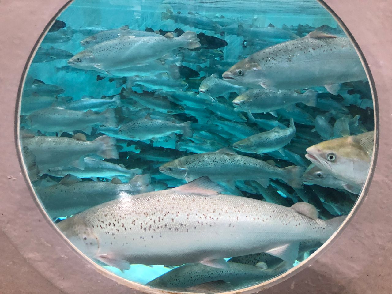 a photo of the salmon in the farm