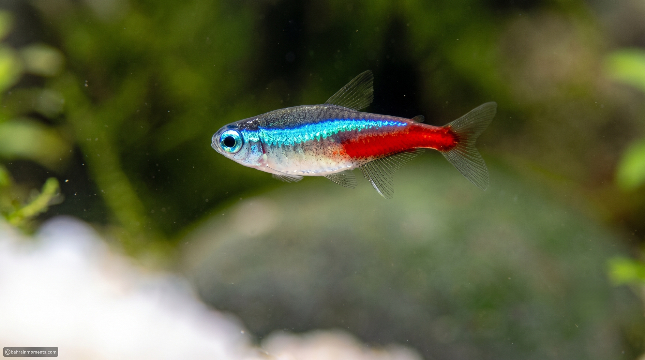 Top 10 unique aquarium fish that look like living pieces of neon art